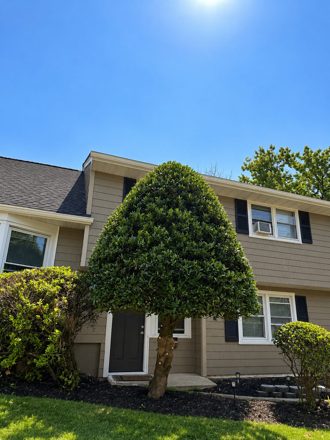 Shaped shrub in front of a house